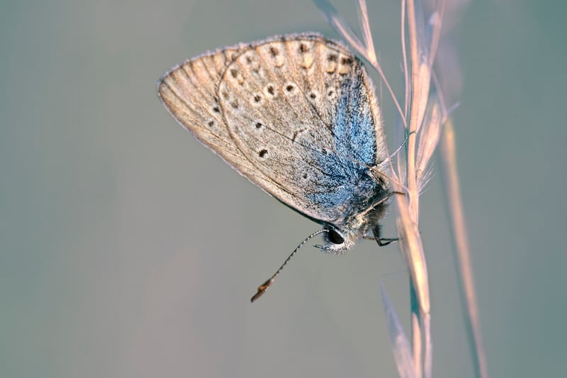 Butterfly Image